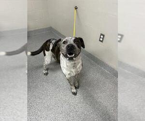 American Pit Bull Terrier-Unknown Mix Dogs for adoption in Pasadena, TX, USA