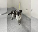 Small American Pit Bull Terrier Mix