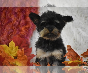 Father of the Yorkshire Terrier puppies born on 07/09/2025