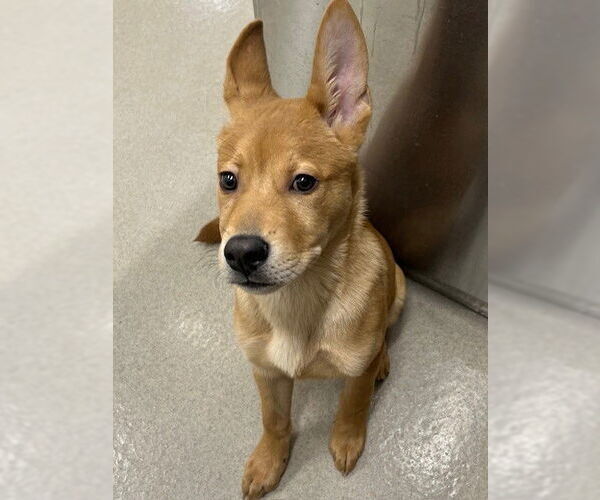 Medium Photo #1 Carolina Dog-German Shepherd Dog Mix Puppy For Sale in Baytown, TX, USA