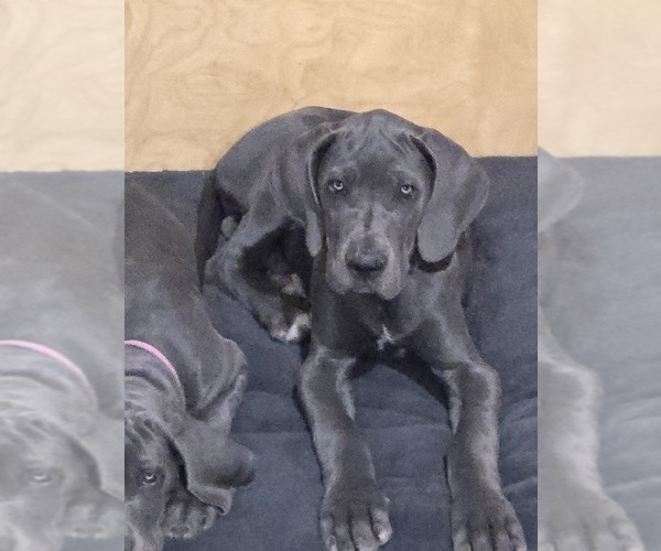 Medium Photo #2 Great Dane Puppy For Sale in TOOELE, UT, USA