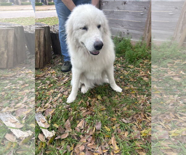 Medium Photo #3 Great Pyrenees Puppy For Sale in Spring, TX, USA