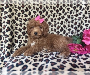 Cock-A-Poo Puppy for sale in LAKELAND, FL, USA