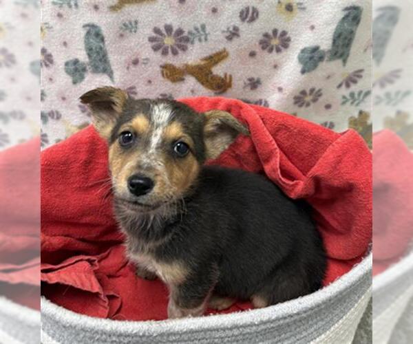 Medium Photo #1 Collie-Unknown Mix Puppy For Sale in Rosenberg, TX, USA