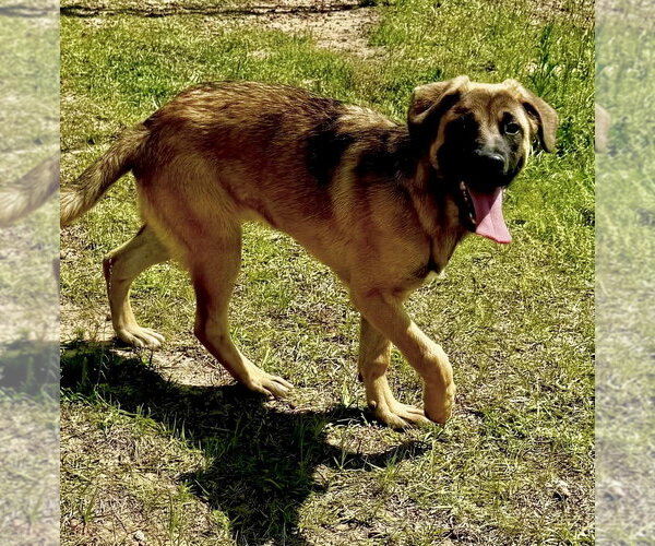 Medium Photo #4 German Shepherd Dog-Unknown Mix Puppy For Sale in Brewster, NY, USA