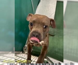 American Pit Bull Terrier Dogs for adoption in West Palm Beach, FL, USA