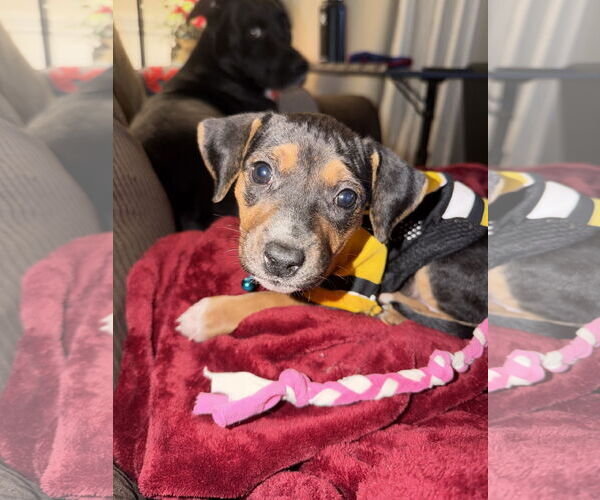 Medium Photo #15 Mutt Puppy For Sale in Holly Springs, NC, USA