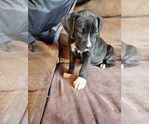 Boxer Puppy for sale in PERHAM, MN, USA