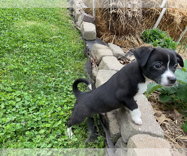 Medium Photo #6 Australian Shepherd-Chihuahua Mix Puppy For Sale in Fort Wayne, IN, USA