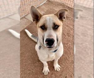 Gerberian Shepsky Dogs for adoption in Lancaster, CA, USA