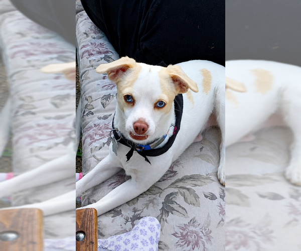 Medium Photo #2 Chihuahua-Unknown Mix Puppy For Sale in Cranston, RI, USA