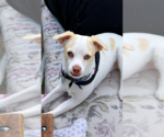 Small #1 Chihuahua Mix