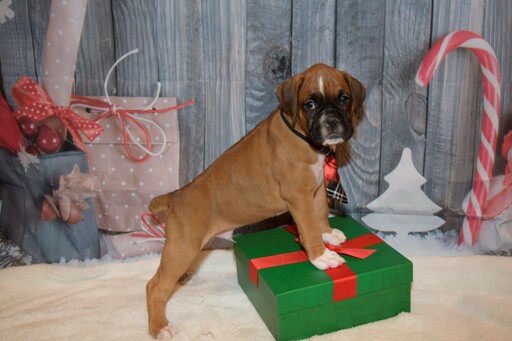 Medium Photo #24 Boxer Puppy For Sale in CHILHOWEE, MO, USA
