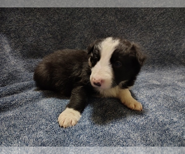 Medium Photo #11 Border Collie Puppy For Sale in NORBORNE, MO, USA