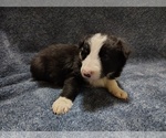 Small Photo #142 Border Collie Puppy For Sale in NORBORNE, MO, USA