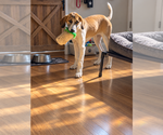 Small Photo #2 Great Pyredane Puppy For Sale in Fenton, MO, USA