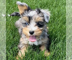 Yorkshire Terrier Puppy for sale in OTTAWA, KS, USA