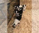 Small Photo #1 Border Collie Puppy For Sale in FREDERICK, MD, USA