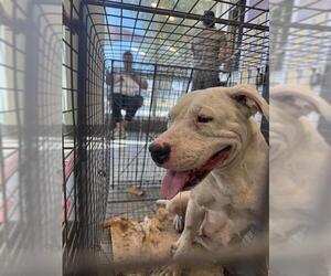 American Staffordshire Terrier-Unknown Mix Dogs for adoption in San Antonio, TX, USA