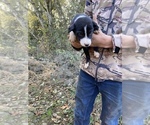 Small Photo #4 Border Collie Puppy For Sale in COLTON, OR, USA