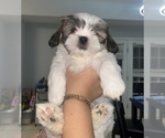 Puppy Fifi Shih Tzu