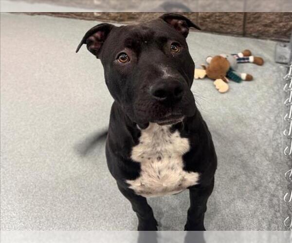 Medium Photo #1 American Pit Bull Terrier Puppy For Sale in Moreno Valley, CA, USA