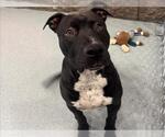 Small American Pit Bull Terrier