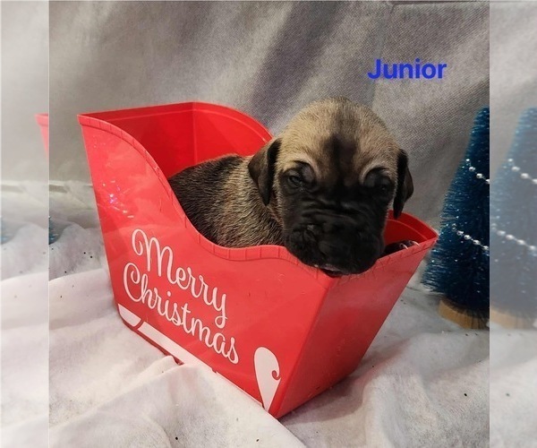 Medium Photo #4 Great Dane Puppy For Sale in BEL AIR, MD, USA