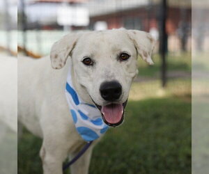 Labrador Retriever-Unknown Mix Dogs for adoption in San Antonio, TX, USA