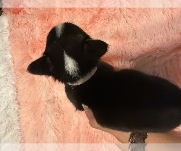 Medium Photo #6 American Corgi Puppy For Sale in CANAL WINCHESTER, OH, USA