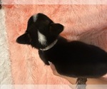 Small #5 American Corgi