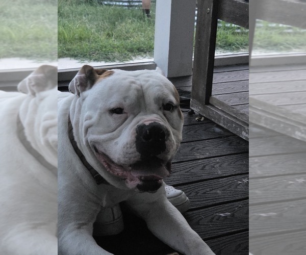 Medium Photo #1 American Bulldog Puppy For Sale in STAFFORD, VA, USA