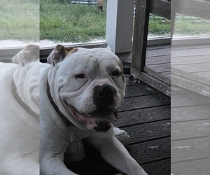 Father of the American Bulldog puppies born on 06/30/2025