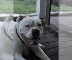 Small Photo #1 American Bulldog Puppy For Sale in STAFFORD, VA, USA