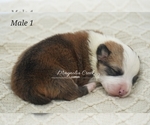 Small Photo #5 Pembroke Welsh Corgi Puppy For Sale in CRESTVIEW, FL, USA