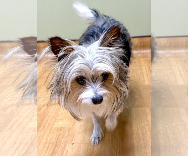Medium Photo #2 Mutt Puppy For Sale in Mount Airy, NC, USA