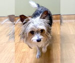 Small #1 Mutt