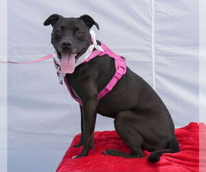 American Pit Bull Terrier-Unknown Mix Dogs for adoption in Dublin, OH, USA