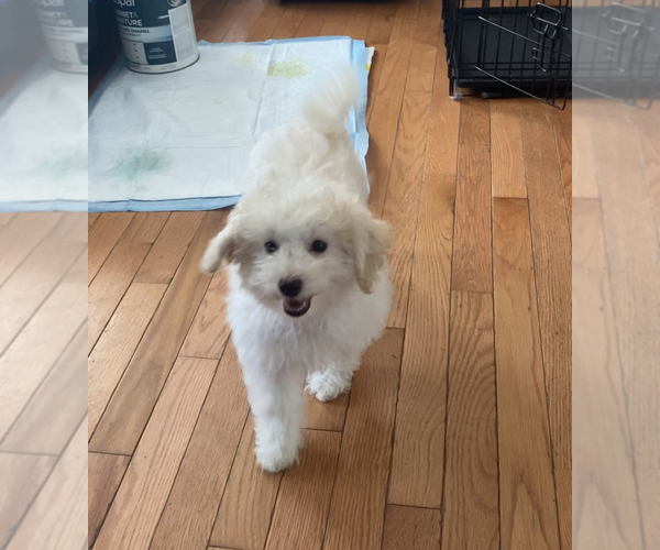 Medium Photo #2 Maltipoo Puppy For Sale in HIGH POINT, NC, USA