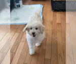 Small Photo #2 Maltipoo Puppy For Sale in HIGH POINT, NC, USA