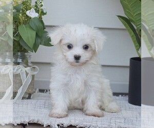 Maltese Puppy for sale in GORDONVILLE, PA, USA