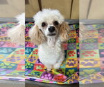 Small Poodle (Toy)
