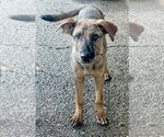 Small Photo #4 Catahoula Leopard Dog-Unknown Mix Puppy For Sale in Seattle, WA, USA