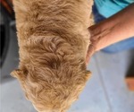 Small #2 Poodle (Standard)