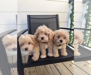 Maltipoo Litter for sale in ATLANTA, GA, USA