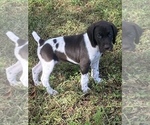 Small Photo #5 German Shorthaired Pointer Puppy For Sale in SORRENTO, FL, USA