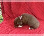 Small Photo #8 Borador Puppy For Sale in MARION, VA, USA