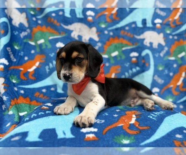 Medium Photo #4 Beagle Puppy For Sale in LAKELAND, FL, USA