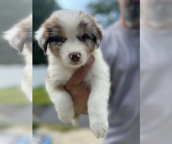 Medium Photo #1 Australian Shepherd Puppy For Sale in ROCHESTER, NH, USA