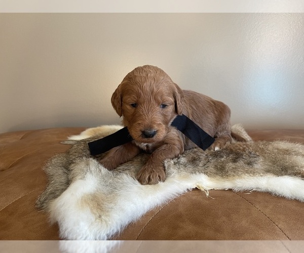 Medium Photo #18 Goldendoodle Puppy For Sale in WOODBURN, IN, USA